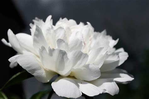 Free Photo Flowers White Flower Peony Free Image On Pixabay 734657