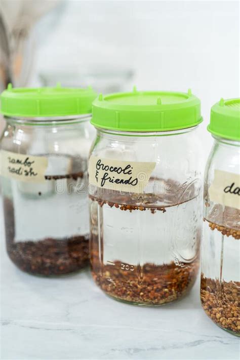 Growing Sprouts In A Jar Stock Image Image Of Vegan 261584461