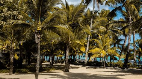 Download 3840x2160 Mauritius Palm Trees Beach Wallpapers For Uhd Tv