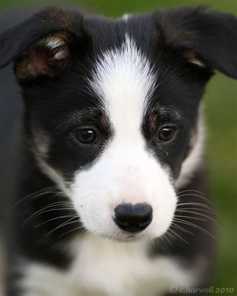194 Best Border Collies Images On Pinterest Dog Cat Border Collie