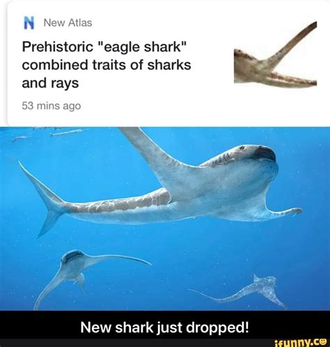 New Atlas Prehistoric Eagle Shark Combined Traits Of Sharks And Rays