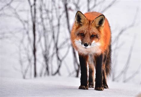 Can You Have A Fox As A Pet Legality Ethics And Facts Pet Keen
