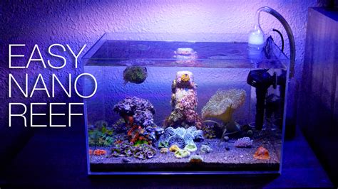 Maintaining A Super Easy Nano Reef Tank Video Reef Builders The