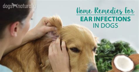 Dog Ear Yeast Infection Pics