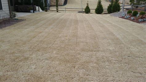 Similar to other zoysia grass types, brown patch can damage empire grass. Remove Zoysia from Bermuda Lawn - The Lawn Forum