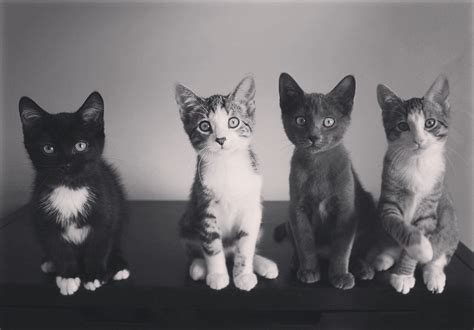 foster kitties - happy adoption day! : cats