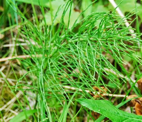 Herbs Health And History Horsetail