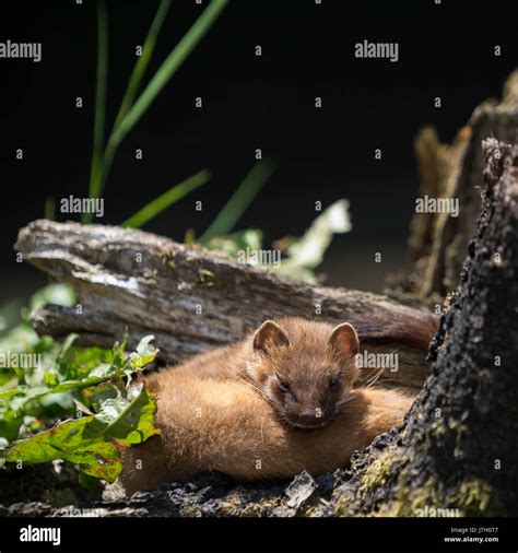 Least Weasel Mustela Nivalis Stock Photo Alamy