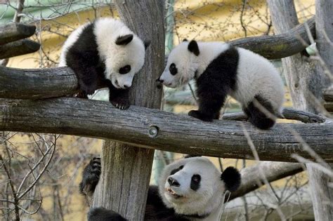 Twin Panda Cubs At Vienna Zoo Go Exploring In First Outdoor Outing