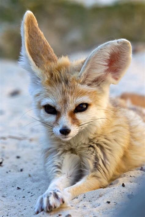 Fennec Fox Maybe I Love Them So Much Because They Look
