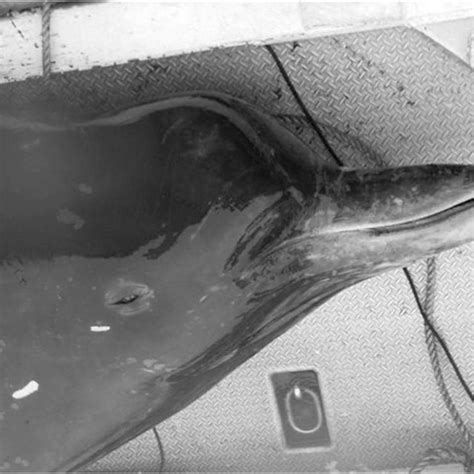 A new beaked whale species berardius minimus, which has been long postulated by local whalers in hokkaido, japan, has been confirmed. Berardius minimus localities plotted against the B ...