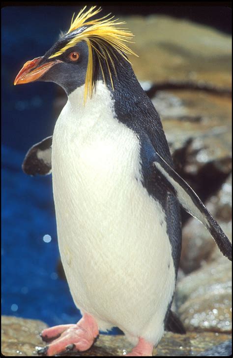 Encyclopaedia Of Babies Of Beautiful Wild Animals The Baby Penguin