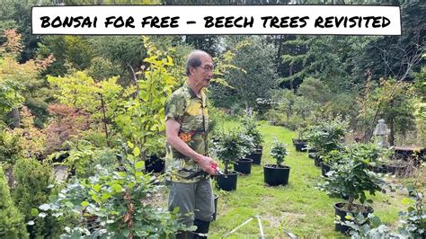 Bonsai For Free Revisit Of Beech Trees Project Youtube