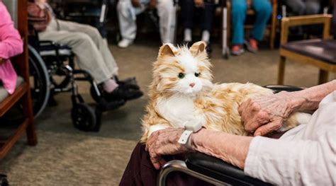 Therapy Cats For Dementia Patients Kittymews Cat News From Around