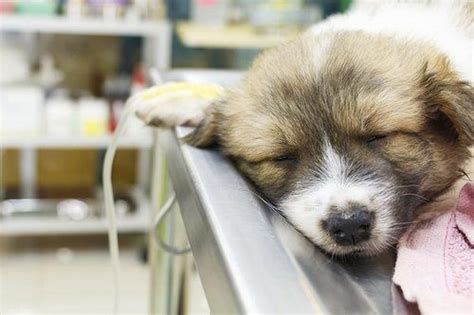 Poisoning In Dogs Symptoms And Treatment Costs In Dogs