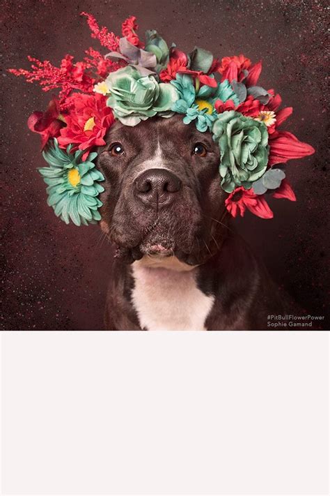 Pitbulls In Flower Crowns Are Our New Favorite Things On Instagram 10