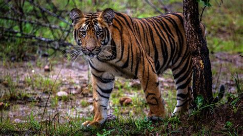 After Man Eating Tiger Is Killed In India A Backlash Against The
