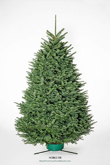 Traditional Noble Fir Christmas Trees For Sale Fresh Selection