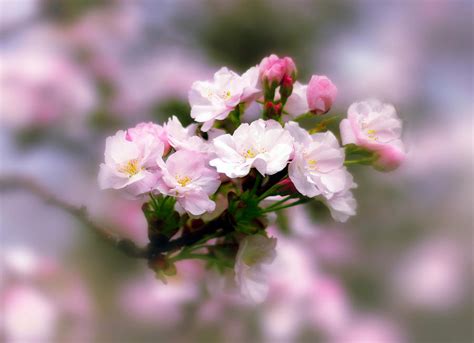 Cherry Blossom Whispers Photograph By Jessica Jenney Pixels