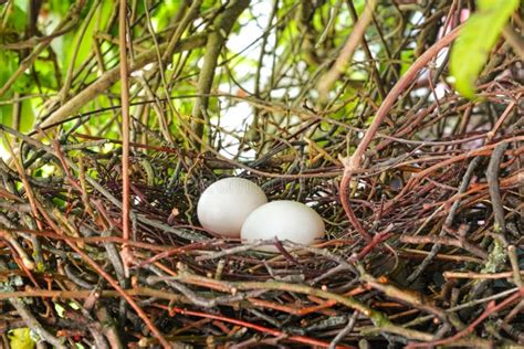 Bird Nest With Eggs Stock Photo Image Of Nest Animal 132584366