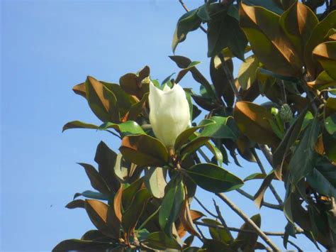Apprezzatissimo anche dalle api, che ne ricavano uno dei mieli più ricercati sul mercato. Albero Con Fiori Bianchi Profumatissimi : Alberi comuni ...