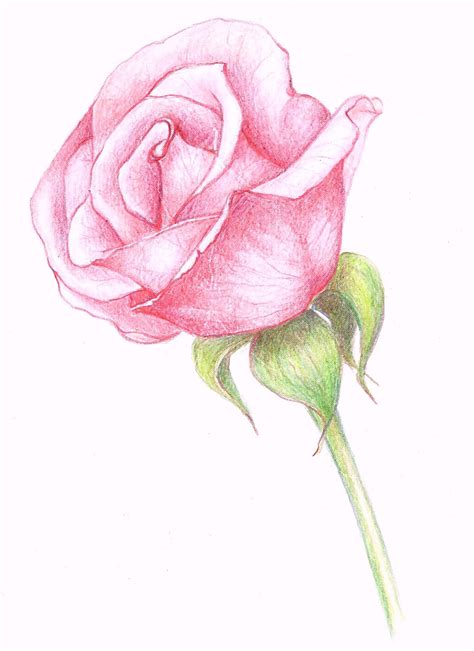 Drawings A Pink Rose