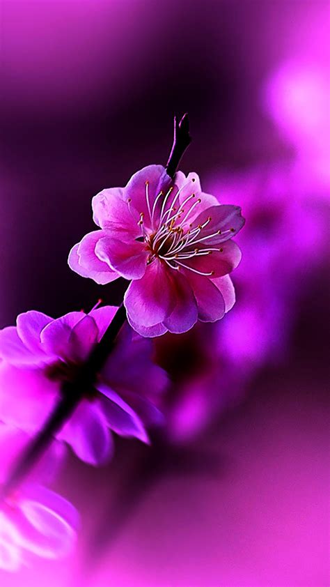 Flowers Violet Wallpaper For Iphone 11 Pro Max X 8 7 6 Free