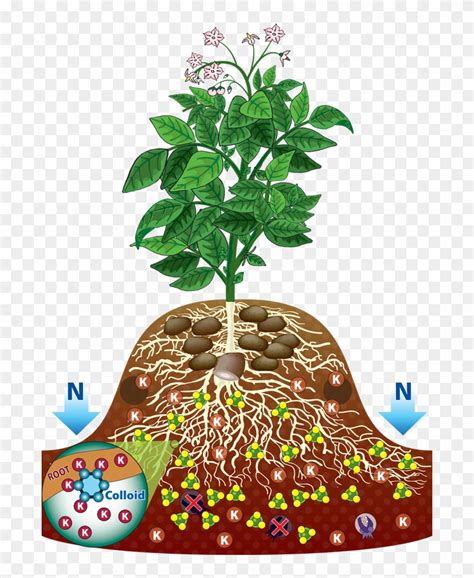 Roots Of Plants Clipart