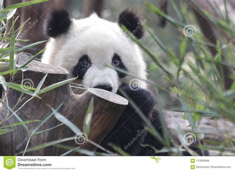 Closed Up Fluffy Giant Panda In Chengdu China Stock Image Image Of