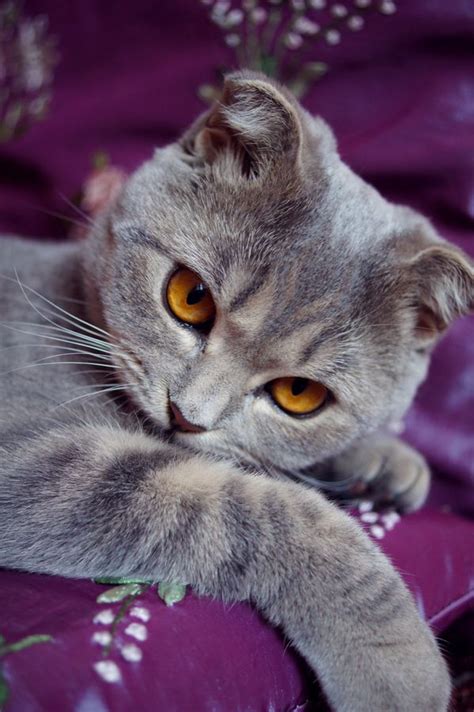432 Best Purple Catscats In Purple Images On Pinterest Cat Art