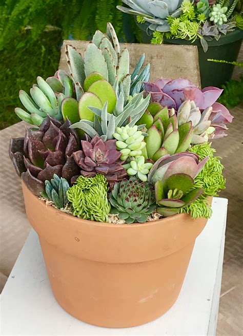 Pin By Jeff Johnson On Succulent Arrangements I Made Succulent