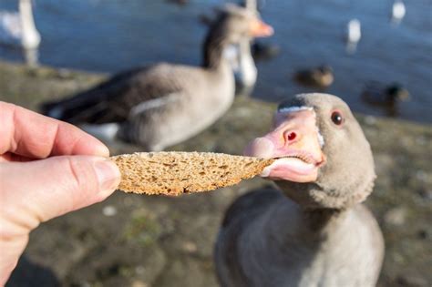 Feeding Ducks Bread Viral Sign Sparks Anger And Confusion Bbc News