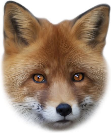 Realistic Fox Face Design Vector Vectors Graphic Art Designs In