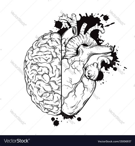 Hand Drawn Line Art Human Brain And Heart Halfs Vector Image