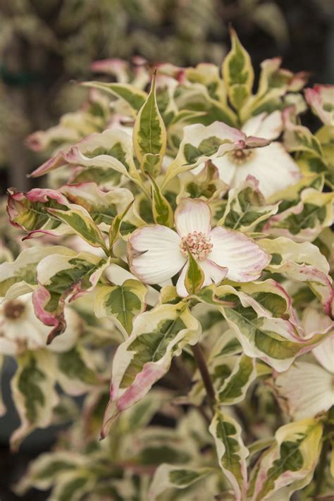 Variegated Stellar Pink Dogwood Cornus Kousa X Florida Stellar