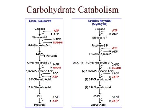 Metabolism Contd Carbohydrate Catabolism Carbohydrate Catabolism Contd Summary