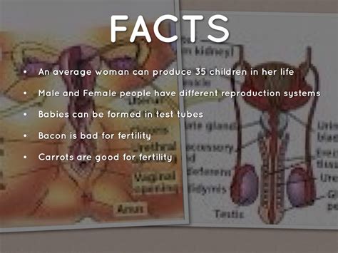 Fun Facts About The Reproductive System Interesting Facts About The