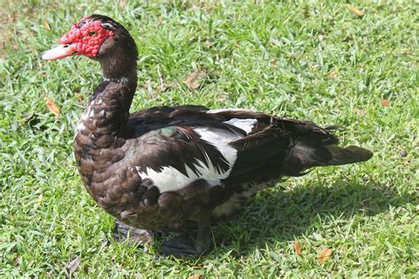 Pajama Penguin Productions Creatures Of Central Florida Muscovy Duck