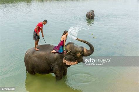 Nepalese Mahout Bath His Elephant At Rapti River Chitwan Photos And Premium High Res Pictures