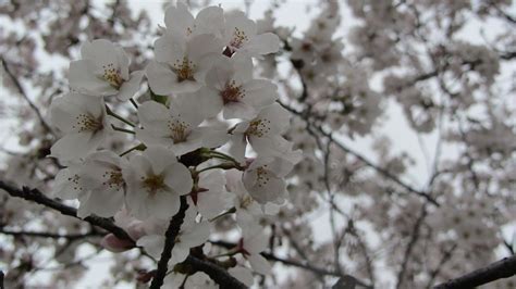 Partial Understanding Cherry Blossom Season In South Korea