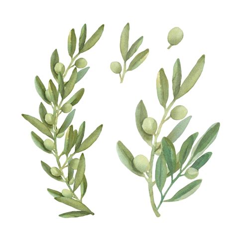 Coleção de ramos de oliveira em aquarela Vetor Premium