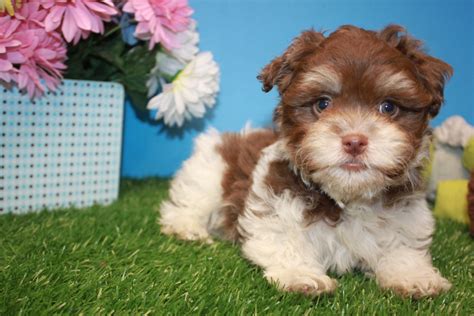 Havanese Puppies For Sale Long Island Puppies