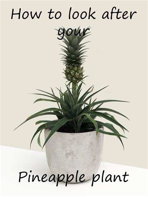 A Simple Care Guide On How To Look After Your Pineapple Plant