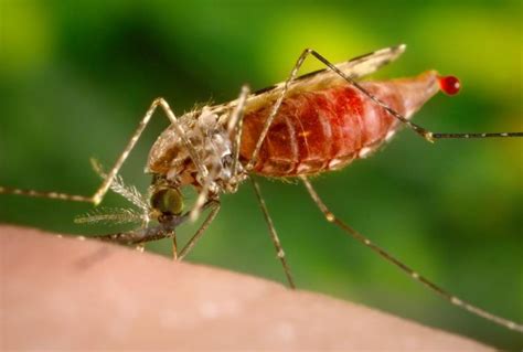 Mosquito Bite Frequency Influences Malaria Spread Lshtm