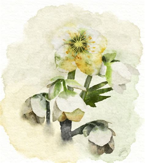 Pin By Heathcl1ff On Artrage Watercolor Paintings Watercolor