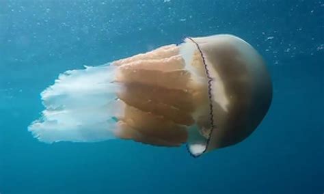 Watch Barrel Jellyfish Swarm Off The Coast Of Cornwall Video