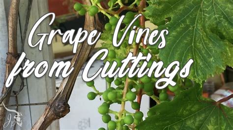 Propagate Multiple Grape Vines From Cuttings Youtube
