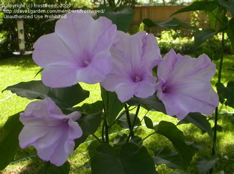 It finally bloomed, a nice pink flower that looked similar to a hollyhock. PlantFiles Pictures: Ipomoea Species, Bush Morning Glory ...