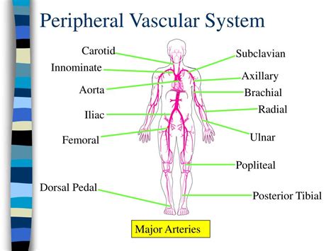 Ppt Introduction To Cardiology Powerpoint Presentation Free Download