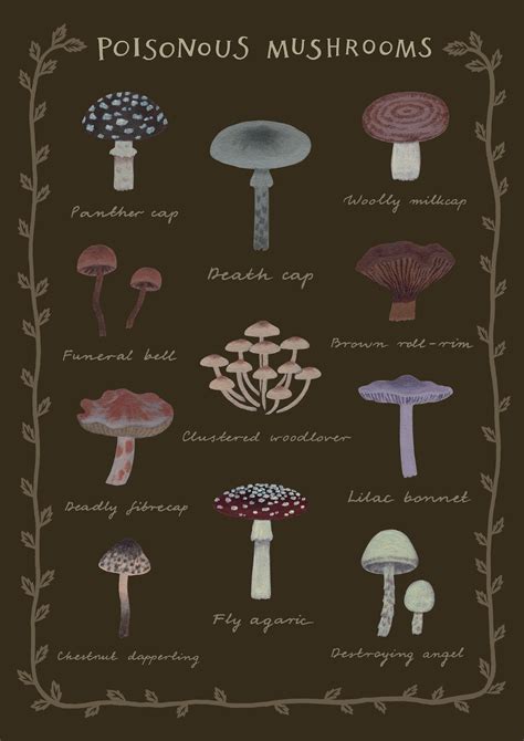 Poisonous Mushrooms Botanical Chart Poster Etsy
